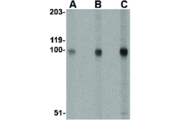 anti-Stromal Interaction Molecule 2 (Stim2) (Internal Region) antibody