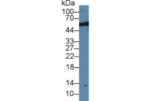 Image no. 1 for anti-Nucleoporin 50kDa (NUP50) (AA 179-428) antibody (ABIN5014039)