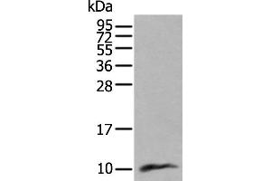 Western blot analysis of Human lung tissue lysate using CCL18 Polyclonal Antibody at dilution of 1:400