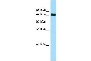 Image no. 1 for anti-CD109 (CD109) (Middle Region) antibody (ABIN2789743)