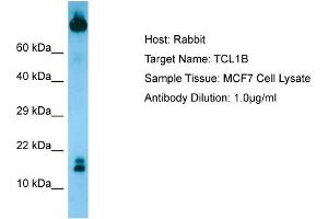 Image no. 1 for anti-T-Cell Leukemia/lymphoma 1B (TCL1B) (N-Term) antibody (ABIN2790074)