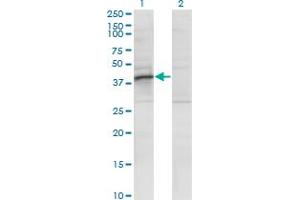 Western Blot analysis of RRAGB expression in transfected 293T cell line by RRAGB monoclonal antibody (M01), clone 2B8.