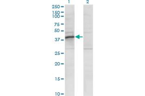RRAGB Antikörper  (AA 1-346)