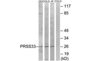 Image no. 1 for anti-Protease, serine, 33 (PRSS33) (AA 18-67) antibody (ABIN1535330)