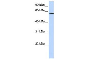 Image no. 1 for anti-F-Box Protein 24 (FBXO24) antibody (ABIN2458707)