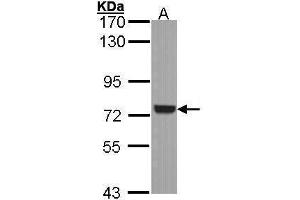 Image no. 3 for anti-Spleen tyrosine Kinase (SYK) (Internal Region) antibody (ABIN2854855)