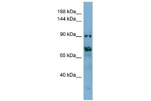 Image no. 1 for anti-Transmembrane Protein 146 (TMEM146) (Middle Region) antibody (ABIN635628)