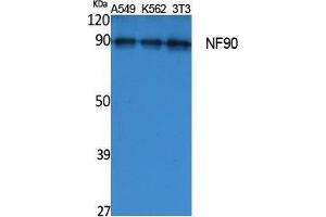 Image no. 1 for anti-Interleukin enhancer-binding factor 3 (ILF3) (Internal Region) antibody (ABIN3187604)
