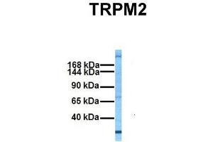 Image no. 1 for anti-Transient Receptor Potential Cation Channel, Subfamily M, Member 2 (TRPM2) (N-Term) antibody (ABIN2781840)