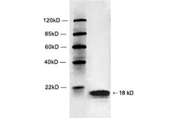 Histone 2b (HIST1H2BL) (C-Term) Antikörper