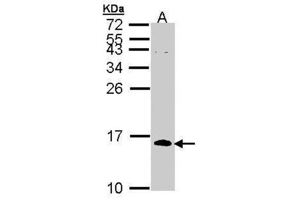 anti-Cell Division Cycle 26 Homolog (CDC26) (full length) antibody