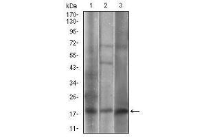 Image no. 2 for anti-Caveolin 2 (CAV2) (AA 1-86) antibody (ABIN5542304)