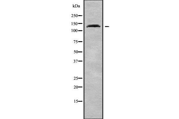 PER1 antibody  (N-Term)