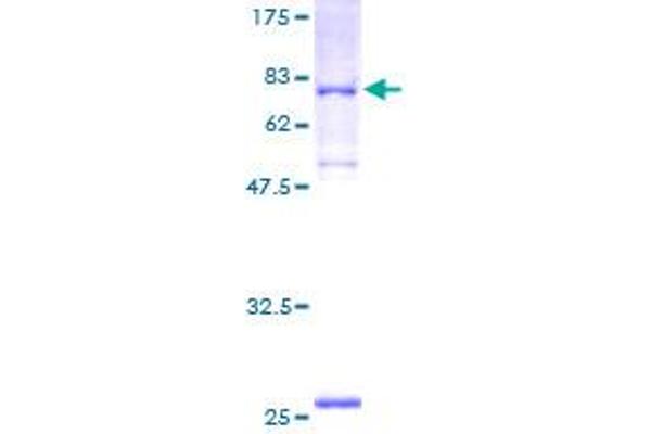 PCYOX1 Protein (Prenylcysteine Oxidase 1) (AA 1-505) (GST tag)