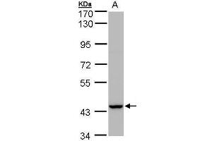 Image no. 1 for anti-Peroxisomal Biogenesis Factor 13 (PEX13) (C-Term) antibody (ABIN2856329)