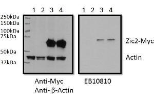 Image no. 1 for anti-ZIC2 (ZIC2) (C-Term) antibody (ABIN768616)