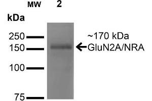 Image no. 2 for anti-Glutamate Receptor, Ionotropic, N-Methyl D-Aspartate 2a (GRIN2A) (AA 75-325) antibody (HRP) (ABIN2483881)