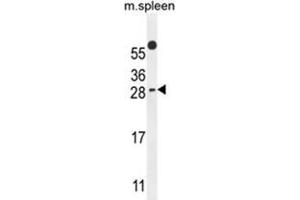 Image no. 2 for anti-Partner of Y14 and mago (WIBG) (AA 15-44), (N-Term) antibody (ABIN955577)