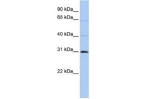 Image no. 1 for anti-Chromosome 10 Open Reading Frame 184 (C1ORF184) (C-Term) antibody (ABIN2783686)