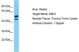 Image no. 1 for anti-Early B-Cell Factor 2 (EBF2) (C-Term) antibody (ABIN2780255)