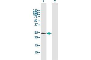 Western Blot analysis of GSTA1 expression in transfected 293T cell line by GSTA1 MaxPab polyclonal antibody.