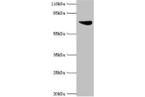 Image no. 2 for anti-Set1/Ash2 Histone Methyltransferase Complex Subunit ASH2 (ASH2L) (AA 1-534) antibody (ABIN2908626)