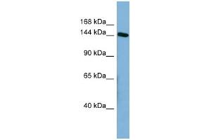 Image no. 1 for anti-High Density Lipoprotein Binding Protein (HDLBP) (Middle Region) antibody (ABIN2778934)