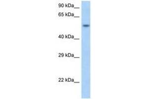 Image no. 1 for anti-Small Nuclear RNA Activating Complex, Polypeptide 1, 43kDa (SNAPC1) (N-Term) antibody (ABIN6748076)