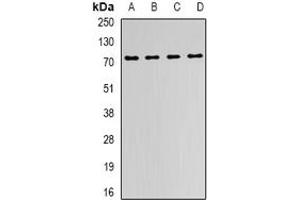 Image no. 3 for anti-Fragile X Mental Retardation 1 (FMR1) (full length) antibody (ABIN6005206)