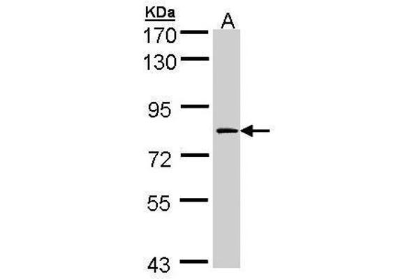 F13A1 anticorps  (N-Term)