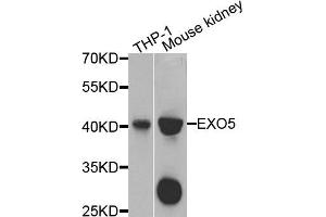 Image no. 1 for anti-Exonuclease 5 (EXO5) antibody (ABIN2736723)