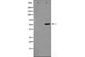 Image no. 1 for anti-CUGBP, Elav-Like Family Member 1 (CELF1) (N-Term) antibody (ABIN6258447)