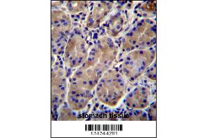 Image no. 1 for anti-Potassium Inwardly-Rectifying Channel, Subfamily J, Member 13 (KCNJ13) (AA 67-95), (N-Term) antibody (ABIN656321)