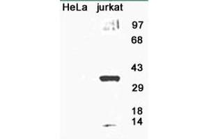 Image no. 1 for anti-8-Oxoguanine DNA Glycosylase (OGG1) (AA 1-100), (N-Term) antibody (ABIN363384)