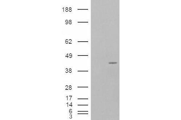 anti-Neutrophil Cytosolic Factor 4, 40kDa (NCF4) (Internal Region) antibody
