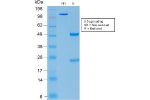 Image no. 1 for anti-Proopiomelanocortin (POMC) (AA 1-24) antibody (ABIN6940344)
