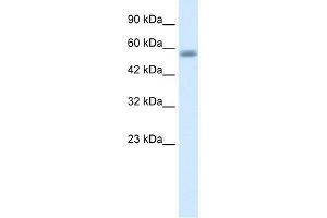 Image no. 1 for anti-Kelch-Like 36 (KLHL36) (N-Term) antibody (ABIN2775911)