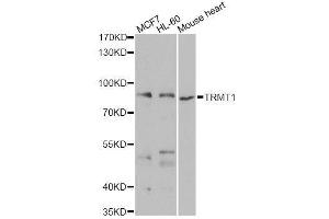 Image no. 1 for anti-tRNA Methyltransferase 1 (TRMT1) antibody (ABIN6149548)