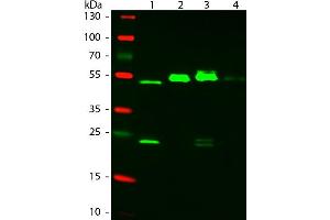 Western Blot of ATTO 550 Rabbit Anti-Mouse IgG (gamma 1, 2a, 2b, 3) secondary antibody.