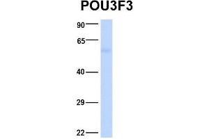 Image no. 2 for anti-POU Class 3 Homeobox 3 (POU3F3) (N-Term) antibody (ABIN2777730)