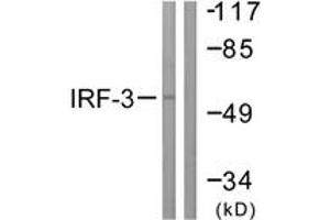 Image no. 1 for anti-Interferon Regulatory Factor 3 (IRF3) (AA 351-400) antibody (ABIN1532350)