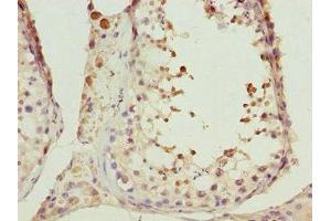 Immunohistochemistry of paraffin-embedded human testis tissue using ABIN7164405 at dilution of 1:100