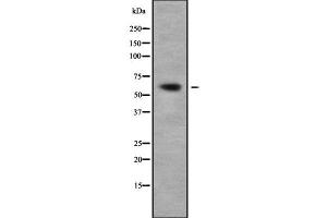Image no. 1 for anti-Phosphodiesterase 1A (PDE1A) (Internal Region) antibody (ABIN6264086)