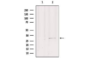 Image no. 2 for anti-Gem (Nuclear Organelle) Associated Protein 2 (GEMIN2) (N-Term) antibody (ABIN6266294)
