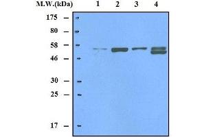 Image no. 1 for anti-Thioredoxin Reductase 2 (TXNRD2) antibody (ABIN4914627)