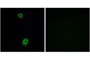 Image no. 2 for anti-Serotonin Receptor 1B (HTR1B) (AA 261-310) antibody (ABIN1535552)