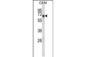 EDIL3 antibody  (AA 337-365)