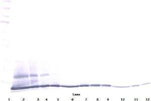 Image no. 3 for anti-Chemokine (C-C Motif) Ligand 27 (CCL27) antibody (ABIN783046)