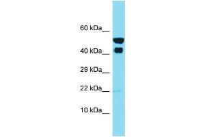 Image no. 1 for anti-Inhibitor of KB Kinase beta Interacting Protein (IKbIP) (N-Term) antibody (ABIN2791586)