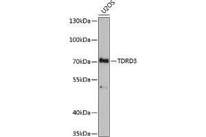 TDRD3 抗体  (AA 1-220)